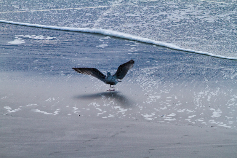 Gull Landing On Beach